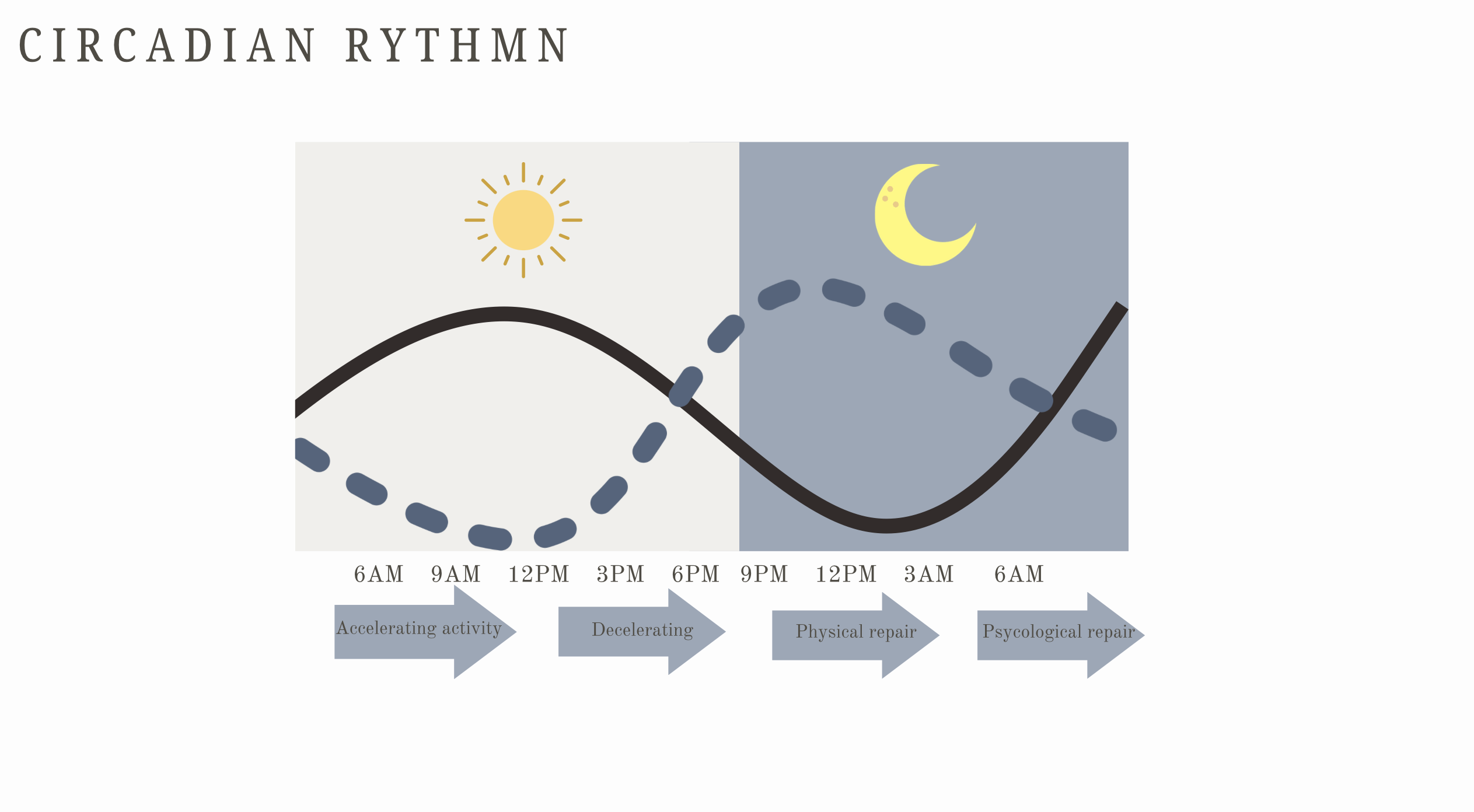 graph showing the relationship between melatonin and cortisol in the circadian rhythm 